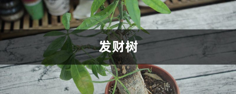 发财树烫了个“波浪卷”,再不管,就离死不远了! 发财树烫了个“波浪卷”,再不管,就离死不远了!