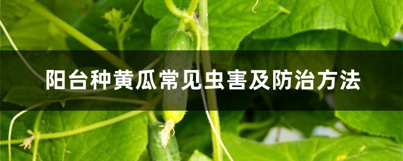 阳台种黄瓜常见虫害及防治方法 阳台种黄瓜常见虫害及防治方法