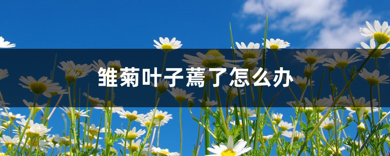 雏菊叶子蔫了怎么办 雏菊叶子蔫了怎么办