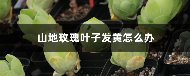 山地玫瑰叶子发黄怎么办 山地玫瑰叶子发黄怎么办