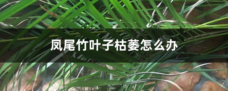 凤尾竹叶子枯萎怎么办 凤尾竹叶子枯萎怎么办