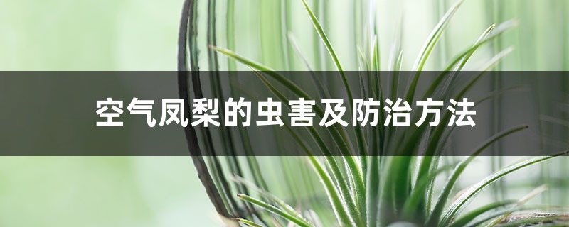 空气凤梨的虫害及防治方法 空气凤梨的虫害及防治方法
