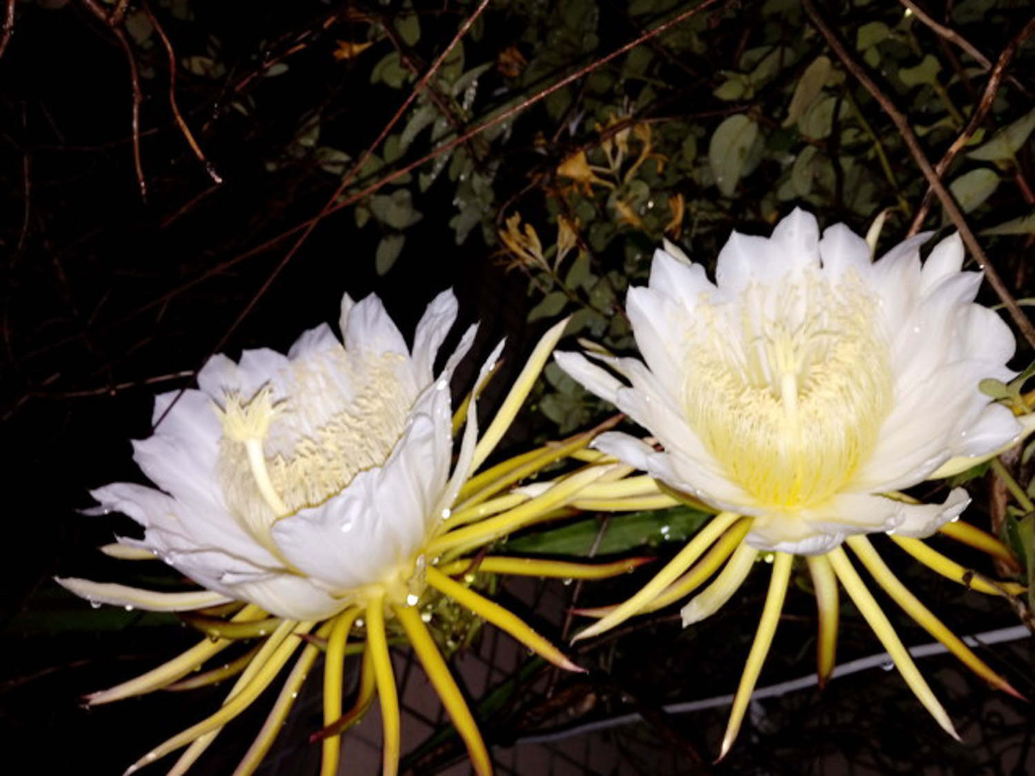 昙花 昙花