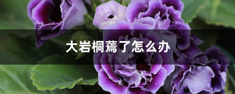 大岩桐蔫了怎么办 大岩桐蔫了怎么办