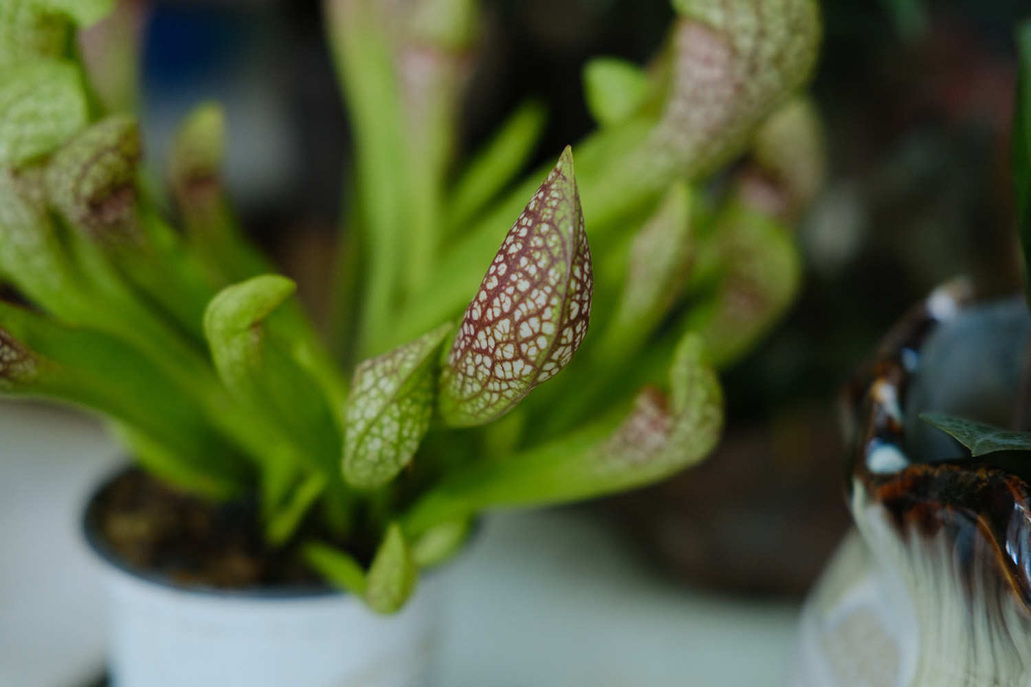 瓶子草 瓶子草