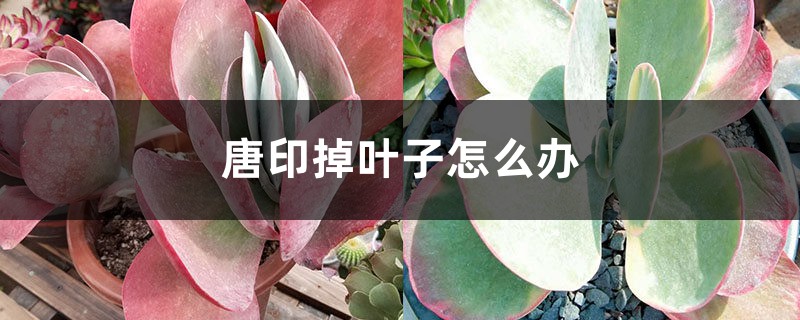唐印掉叶子怎么办 唐印掉叶子怎么办