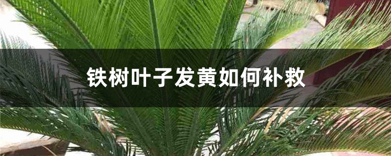 铁树叶子发黄如何补救 铁树叶子发黄如何补救