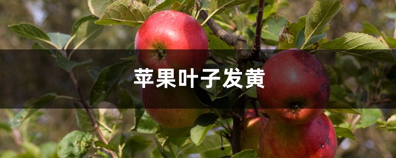 苹果黄叶的原因和处理办法 苹果黄叶的原因和处理办法