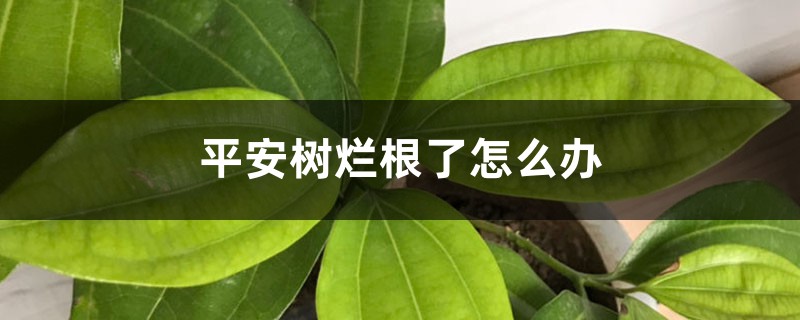 平安树烂根了怎么办 平安树烂根了怎么办