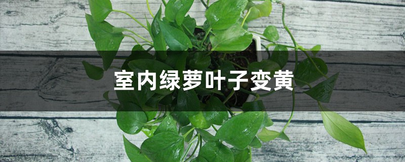 室内绿萝叶子变黄怎么办 室内绿萝叶子变黄怎么办