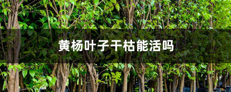 黄杨叶子干枯还能活吗 黄杨叶子干枯还能活吗