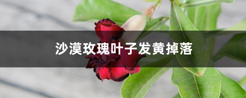 沙漠玫瑰叶子发黄掉落怎么办 沙漠玫瑰叶子发黄掉落怎么办