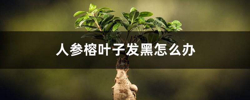 人参榕叶子发黑怎么办 人参榕叶子发黑怎么办