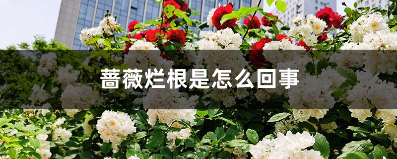 蔷薇烂根是怎么回事 蔷薇烂根是怎么回事