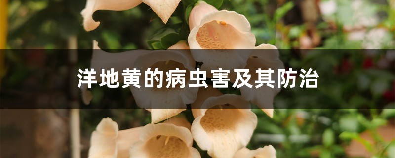 洋地黄的病虫害及其防治 洋地黄的病虫害及其防治