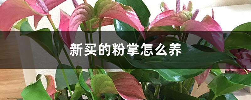 新买的粉掌怎么养 新买的粉掌怎么养