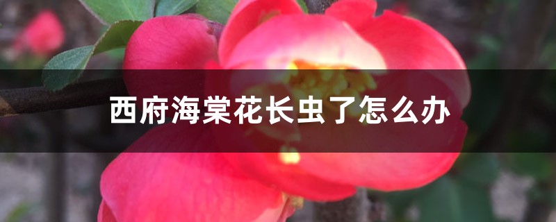 西府海棠花长虫了怎么办 西府海棠花长虫了怎么办