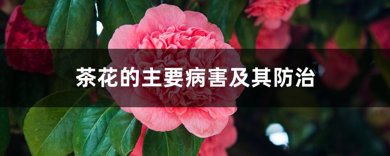 茶花的主要病害及其防治 茶花的主要病害及其防治