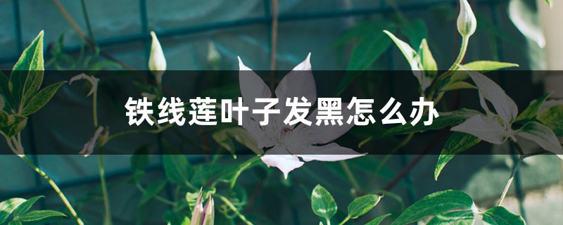 铁线莲叶子发黑怎么办 铁线莲叶子发黑怎么办