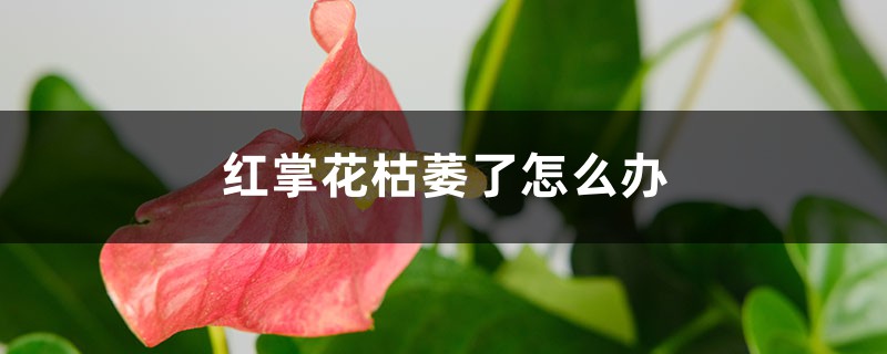 红掌花枯萎了怎么办 红掌花枯萎了怎么办