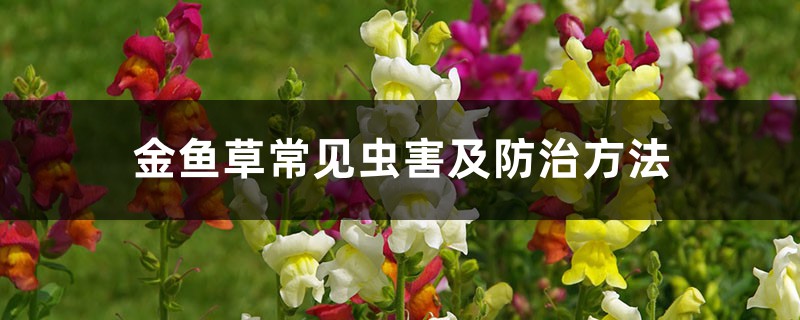 金鱼草常见虫害及防治方法 金鱼草常见虫害及防治方法