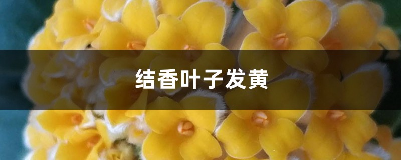 结香黄叶的原因和处理办法 结香黄叶的原因和处理办法