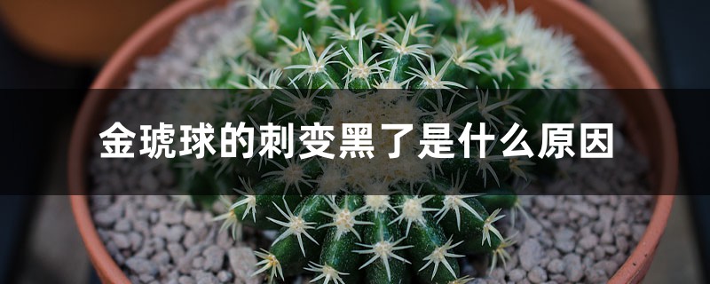 金琥球的刺变黑了是什么原因 金琥球的刺变黑了是什么原因