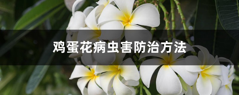 鸡蛋花病虫害防治方法 鸡蛋花病虫害防治方法