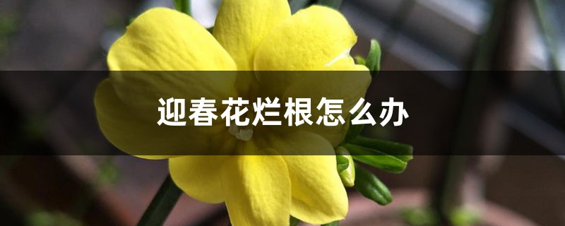 迎春花烂根怎么办 迎春花烂根怎么办