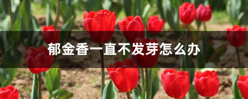 郁金香一直不发芽怎么办 郁金香一直不发芽怎么办