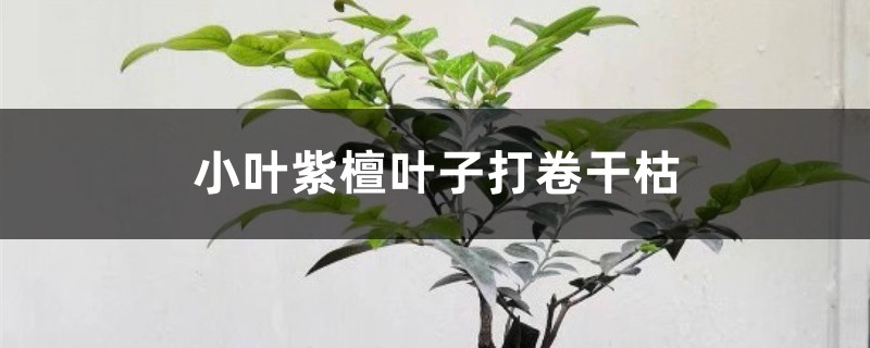 小叶紫檀叶子打卷干枯的原因 小叶紫檀叶子打卷干枯的原因
