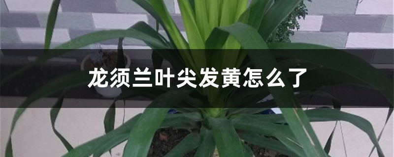 龙须兰叶尖发黄怎么解决 龙须兰叶尖发黄怎么解决