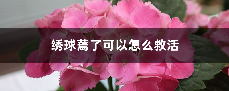 绣球蔫了可以怎么救活 绣球蔫了可以怎么救活