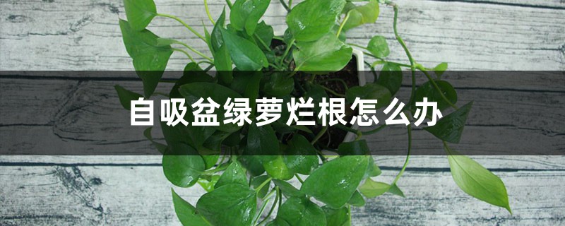 自吸盆绿萝烂根怎么办,自吸盆怎么浇水和加水 自吸盆绿萝烂根怎么办,自吸盆怎么浇水和加水