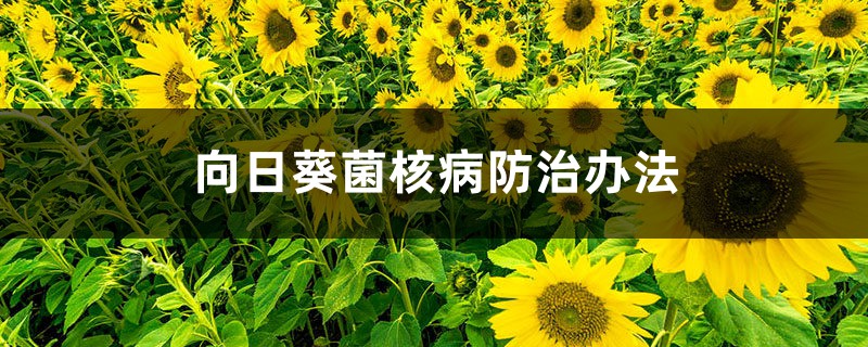 向日葵菌核病防治办法 向日葵菌核病防治办法