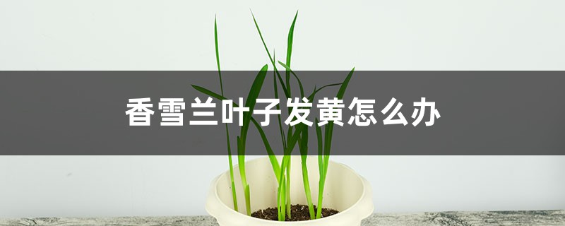 香雪兰叶子发黄怎么办 香雪兰叶子发黄怎么办