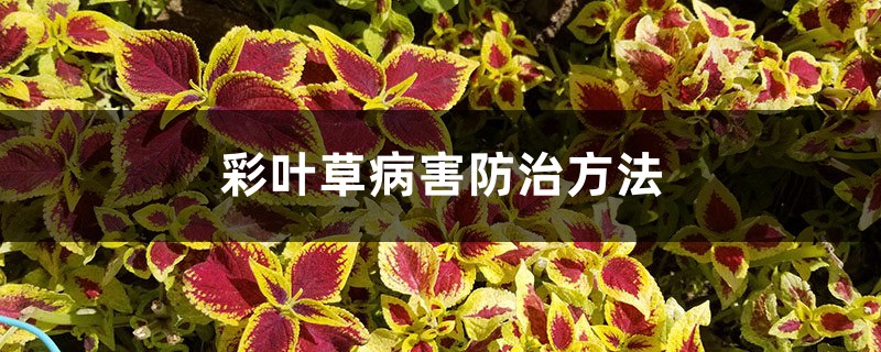 彩叶草病害防治方法 彩叶草病害防治方法