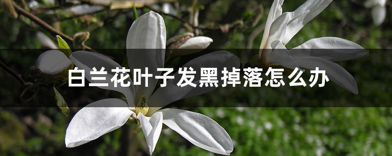 白兰花叶子发黑掉落怎么办 白兰花叶子发黑掉落怎么办