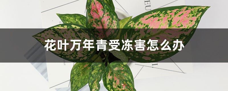 花叶万年青受冻害怎么办 花叶万年青受冻害怎么办