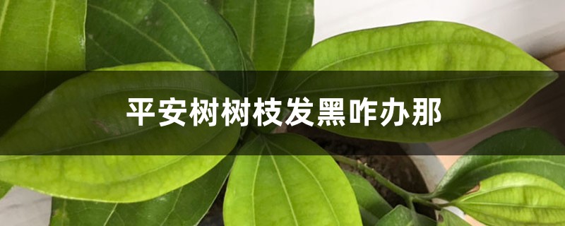 平安树树枝发黑咋办那 平安树树枝发黑咋办那
