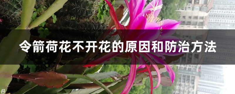 令箭荷花不开花的原因和防治方法 令箭荷花不开花的原因和防治方法
