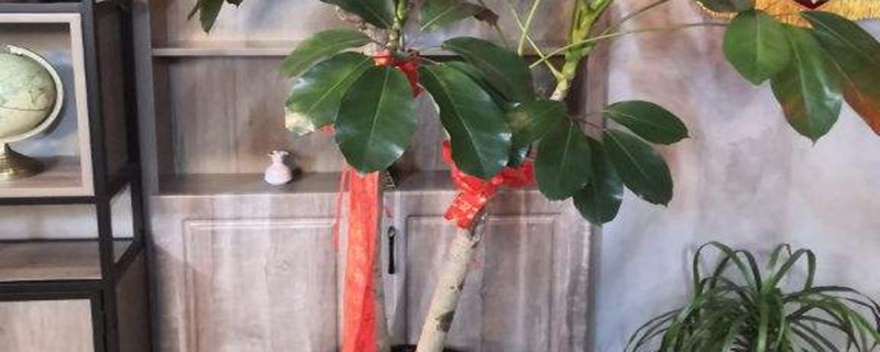 招财树的花朵样子,如何促进开花 招财树的花朵样子,如何促进开花