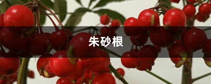 朱砂根(富贵籽)叶子干焦下垂什么原因 朱砂根(富贵籽)叶子干焦下垂什么原因