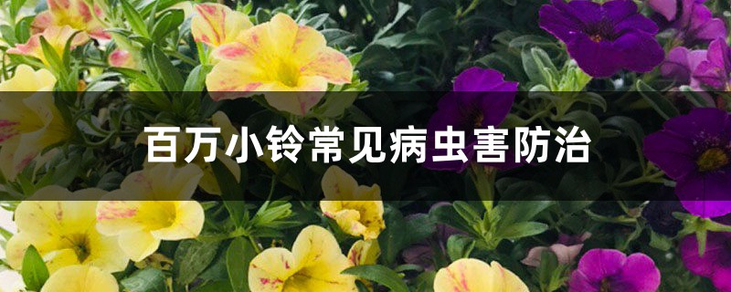 百万小铃常见病虫害防治 百万小铃常见病虫害防治