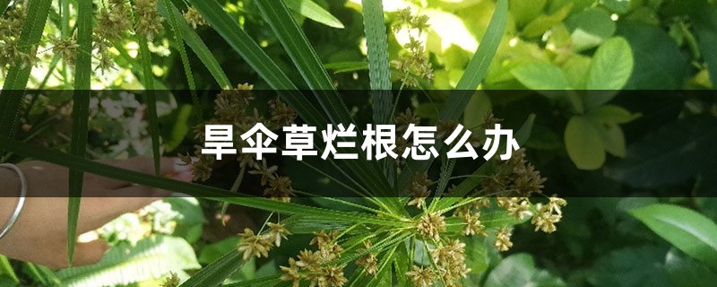 旱伞草烂根怎么办 旱伞草烂根怎么办