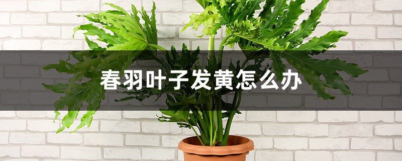 春羽叶子发黄怎么办 春羽叶子发黄怎么办