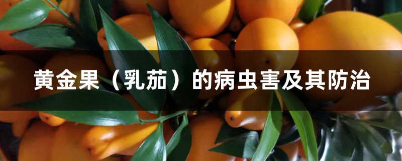 黄金果(乳茄)的病虫害及其防治 黄金果(乳茄)的病虫害及其防治