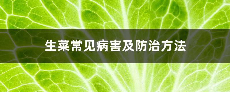 生菜常见病害及防治方法 生菜常见病害及防治方法