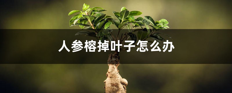 人参榕掉叶子怎么办 人参榕掉叶子怎么办