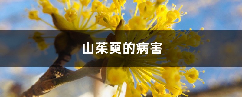山茱萸的病害 山茱萸的病害